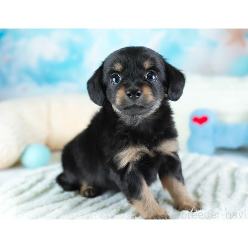 販売中の埼玉県のチワックス:チワワ×ミニチュアダックスフンド-437455の5枚目