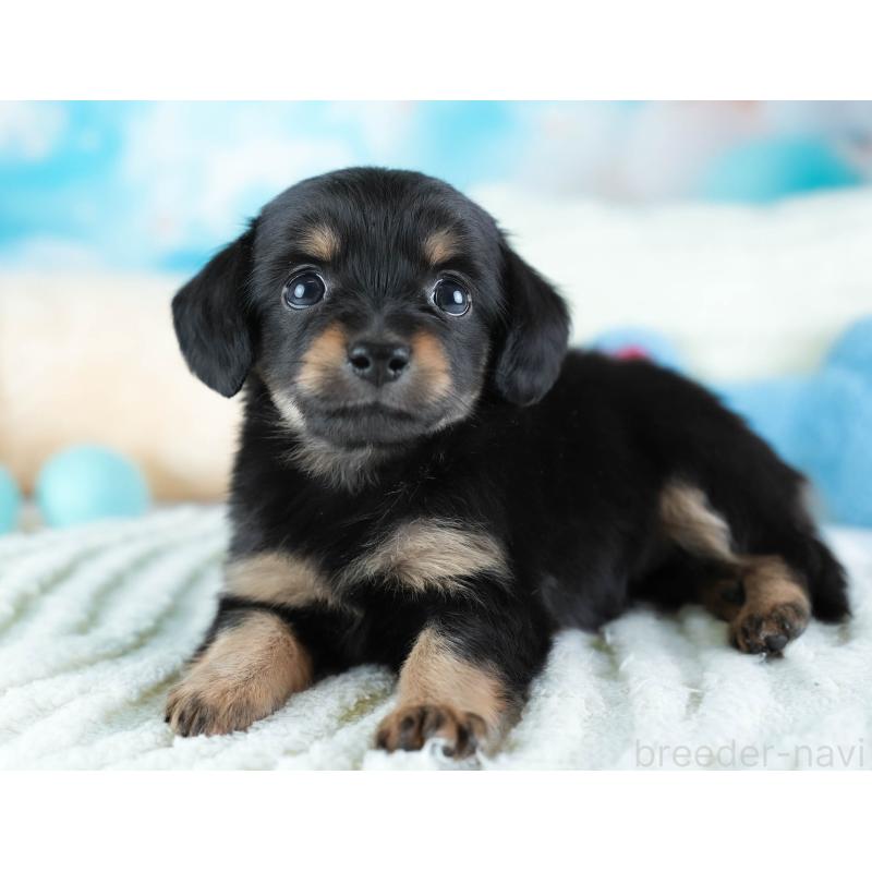 販売中の埼玉県のチワックス:チワワ×ミニチュアダックスフンド-437455の4枚目