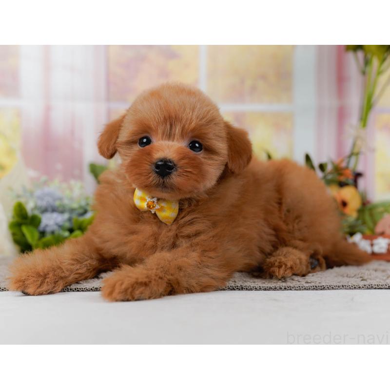 販売中の神奈川県のポメプー:ポメラニアン×トイプードル-437740の11枚目