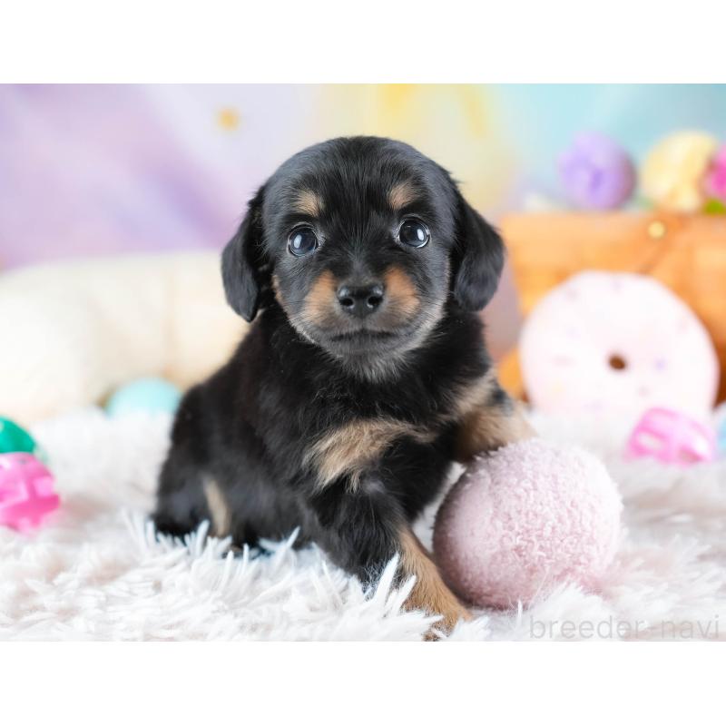 販売中の埼玉県のチワックス:チワワ×ミニチュアダックスフンド-437455の3枚目