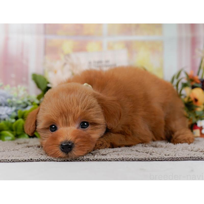 販売中の神奈川県のポメプー:ポメラニアン×トイプードル-437740の10枚目