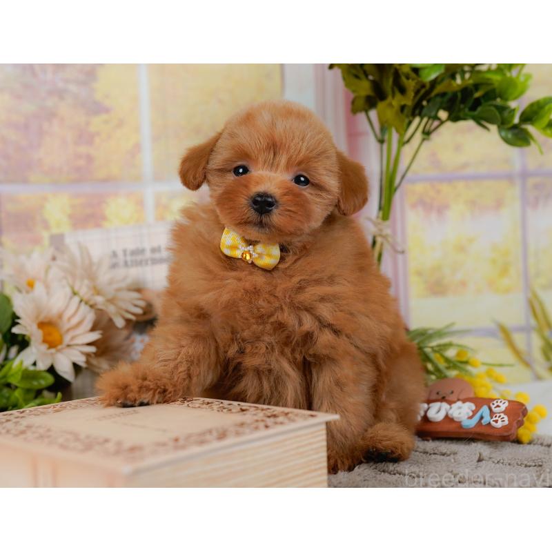 販売中の神奈川県のポメプー:ポメラニアン×トイプードル-437740の9枚目