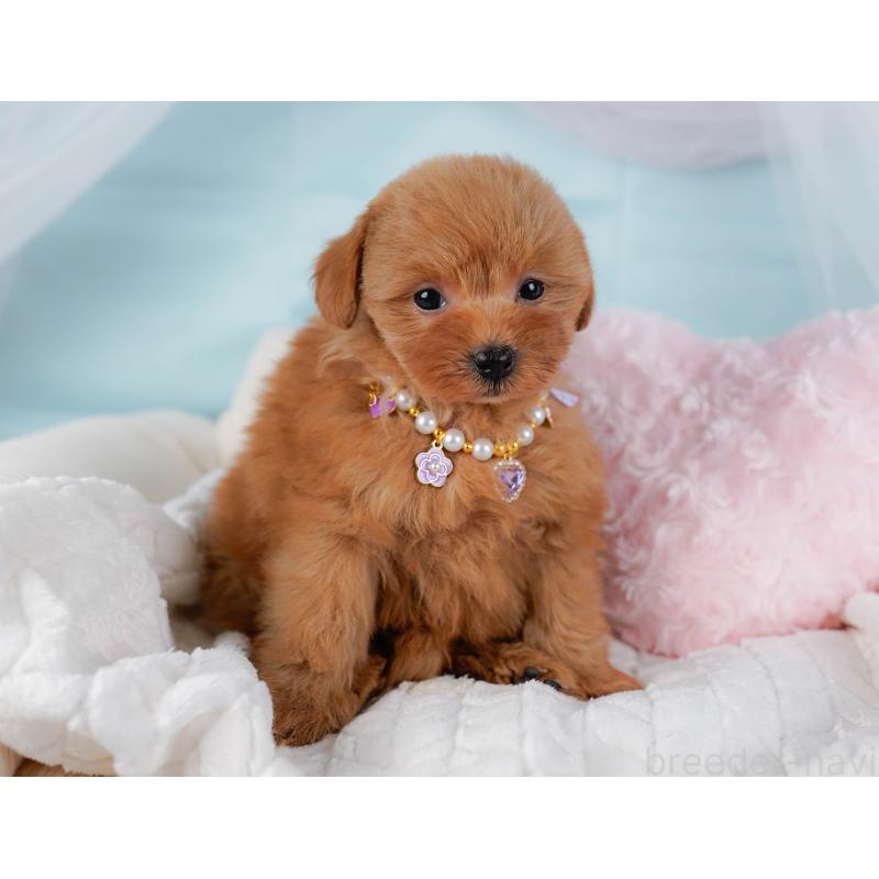 販売中の神奈川県のポメプー:ポメラニアン×トイプードル-437740の8枚目