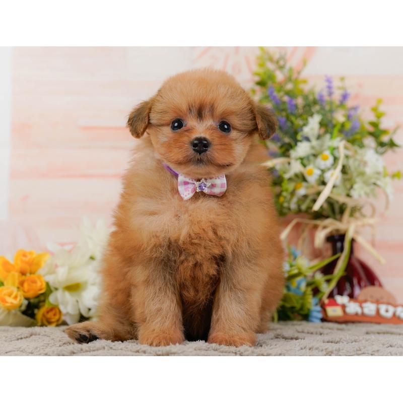 販売中の神奈川県のポメプー:ポメラニアン×トイプードル-437738の15枚目