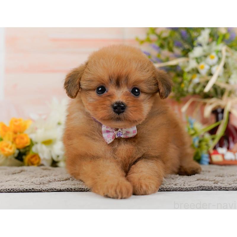 販売中の神奈川県のポメプー:ポメラニアン×トイプードル-437738の14枚目