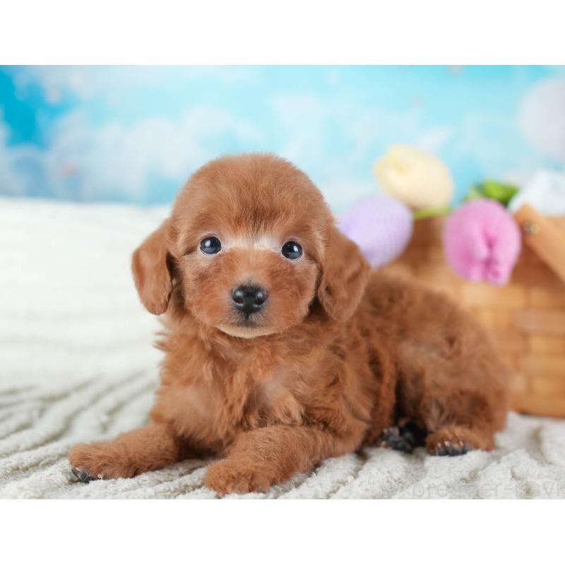 販売中の埼玉県のタイニープードル-437454の10枚目