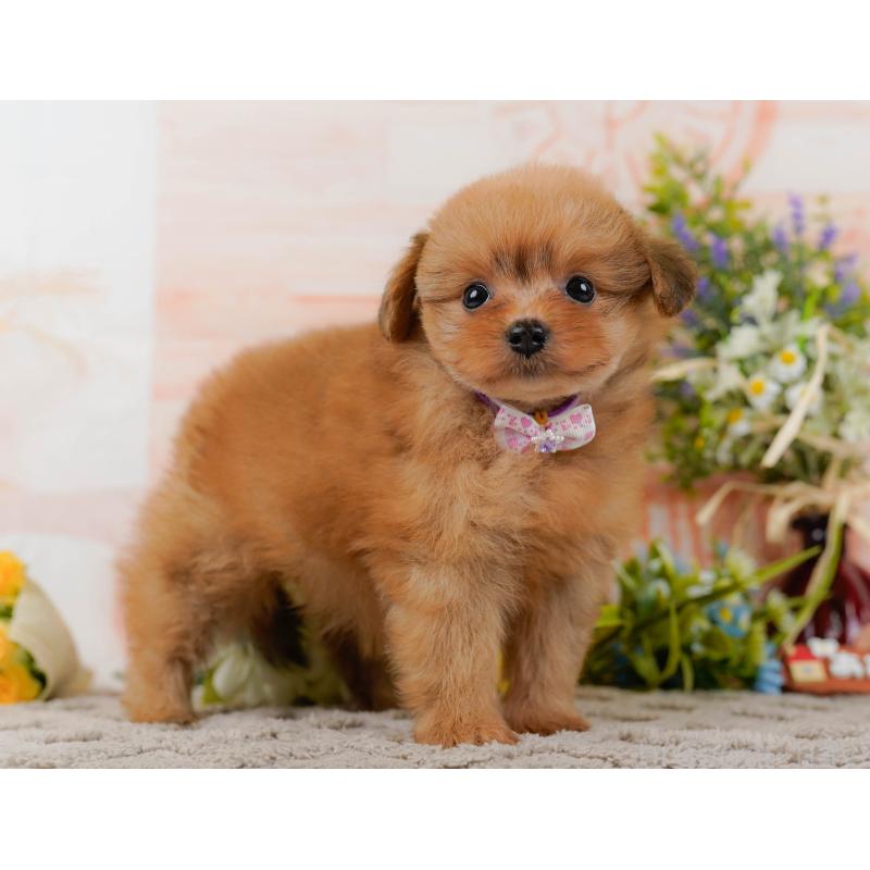 販売中の神奈川県のポメプー:ポメラニアン×トイプードル-437738の13枚目