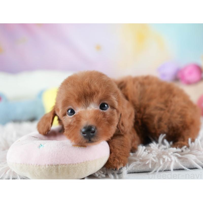 販売中の埼玉県のタイニープードル-437454の8枚目