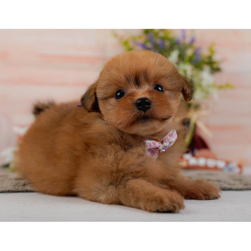 販売中の神奈川県のポメプー:ポメラニアン×トイプードル-437738の12枚目