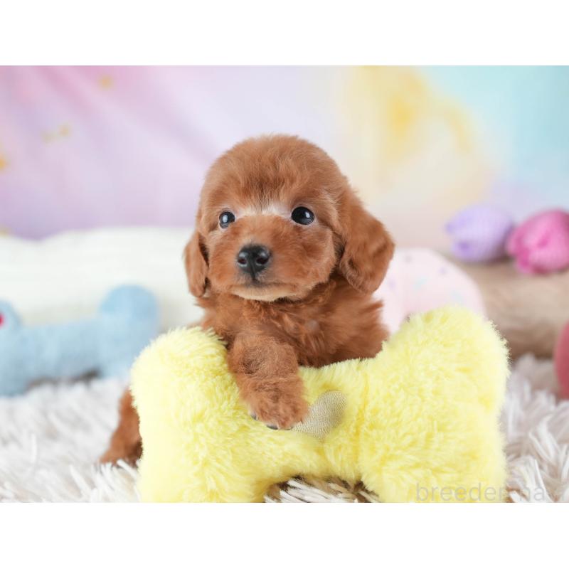 販売中の埼玉県のタイニープードル-437454の7枚目