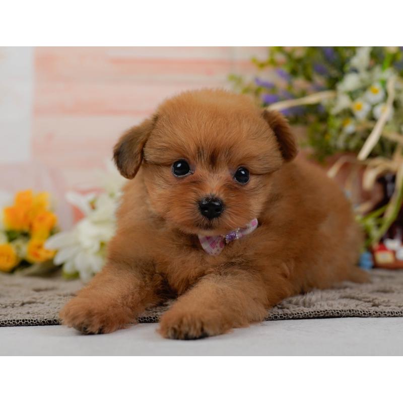 販売中の神奈川県のポメプー:ポメラニアン×トイプードル-437738の11枚目