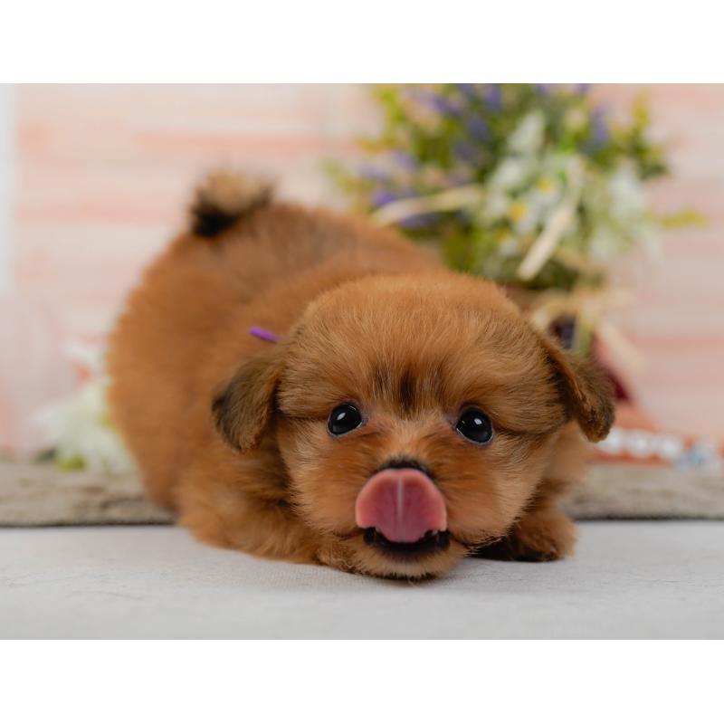 販売中の神奈川県のポメプー:ポメラニアン×トイプードル-437738の10枚目