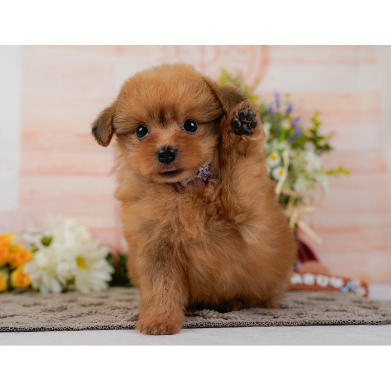 販売中の神奈川県のポメプー:ポメラニアン×トイプードル-437738の9枚目