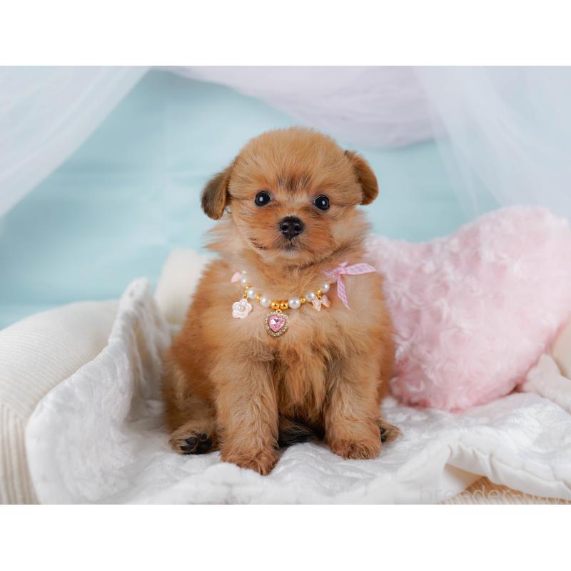 販売中の神奈川県のポメプー:ポメラニアン×トイプードル-437738の8枚目