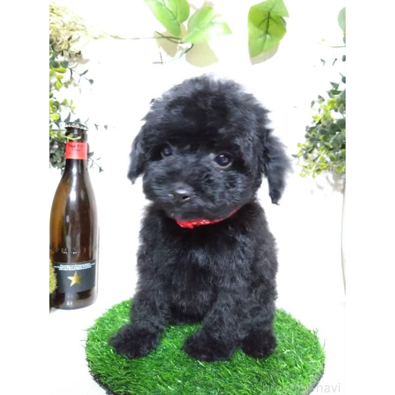 販売中の三重県のティーカッププードル-431281の9枚目