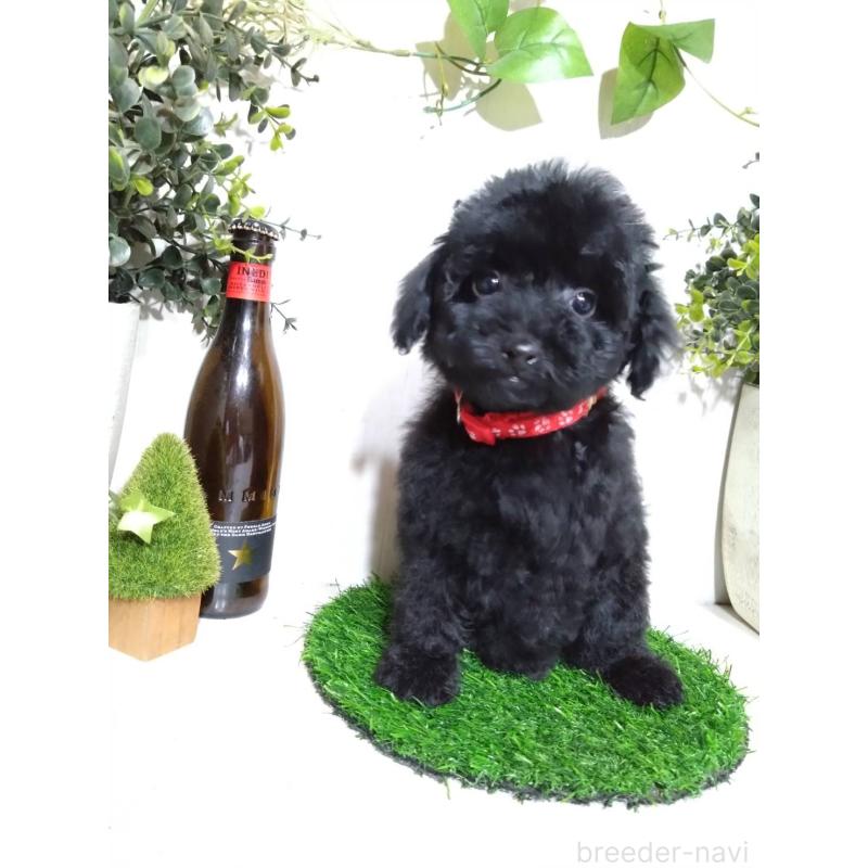 販売中の三重県のティーカッププードル-431281