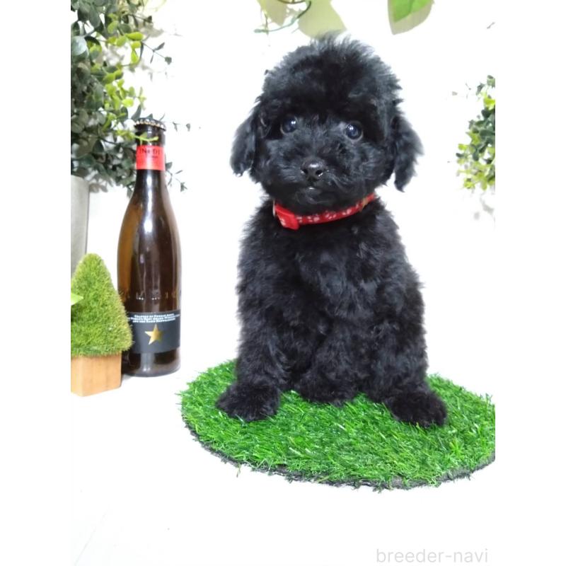 販売中の三重県のティーカッププードル-431281の8枚目