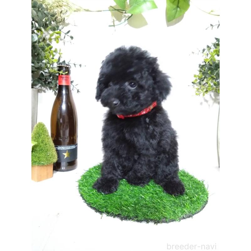 販売中の三重県のティーカッププードル-431281の7枚目