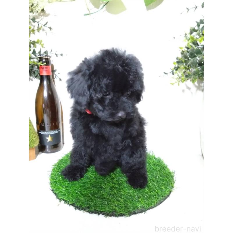 販売中の三重県のティーカッププードル-431281の6枚目