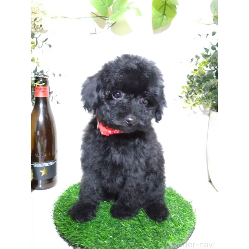 販売中の三重県のティーカッププードル-431281の5枚目