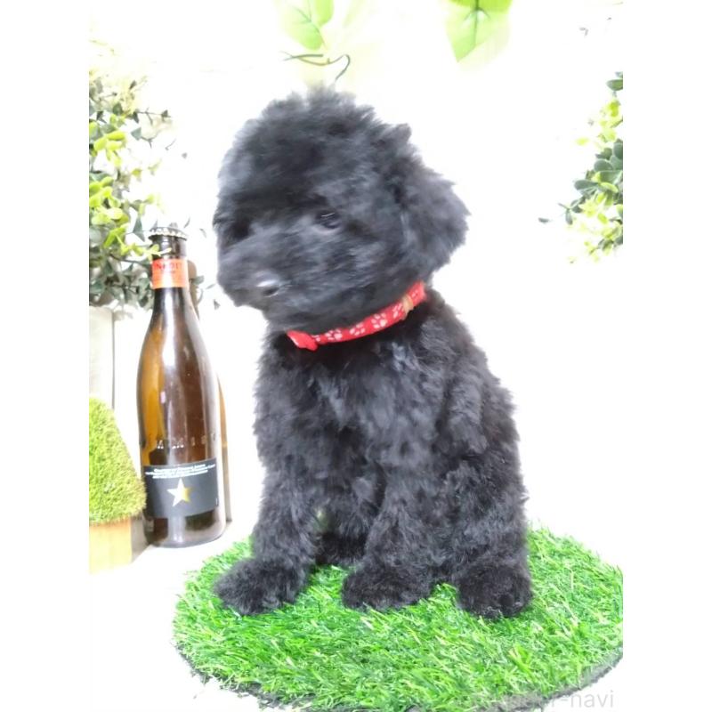 販売中の三重県のティーカッププードル-431281の4枚目