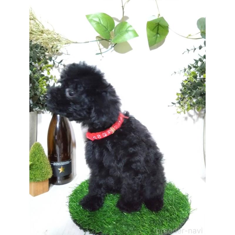 販売中の三重県のティーカッププードル-431281の3枚目