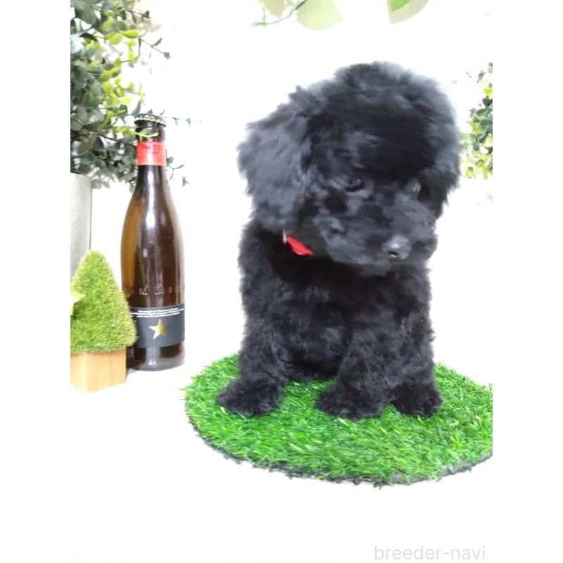 販売中の三重県のティーカッププードル-431281の2枚目