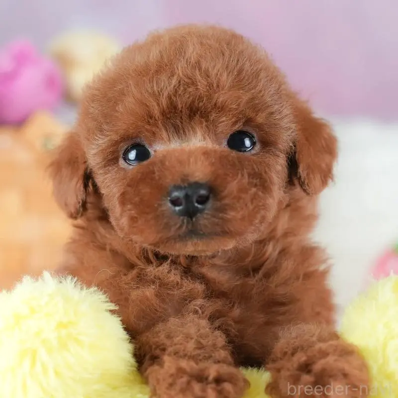 販売中の埼玉県のタイニープードル-437449