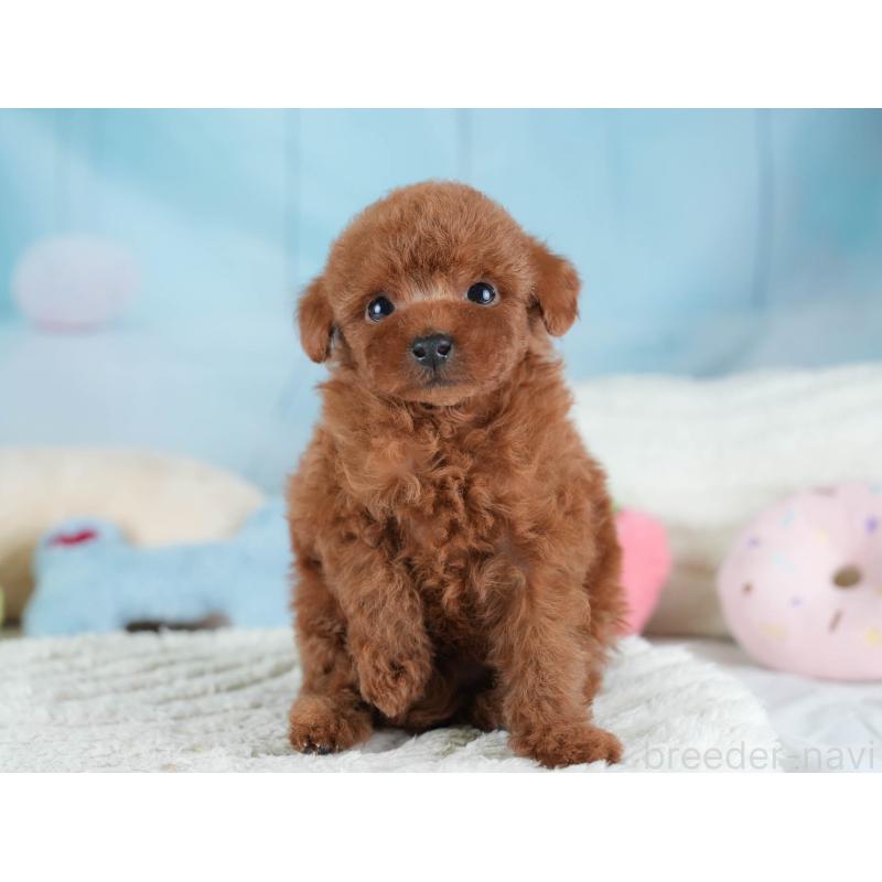 販売中の埼玉県のタイニープードル-437449の10枚目