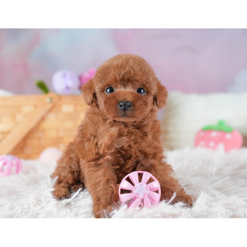 販売中の埼玉県のタイニープードル-437449の9枚目