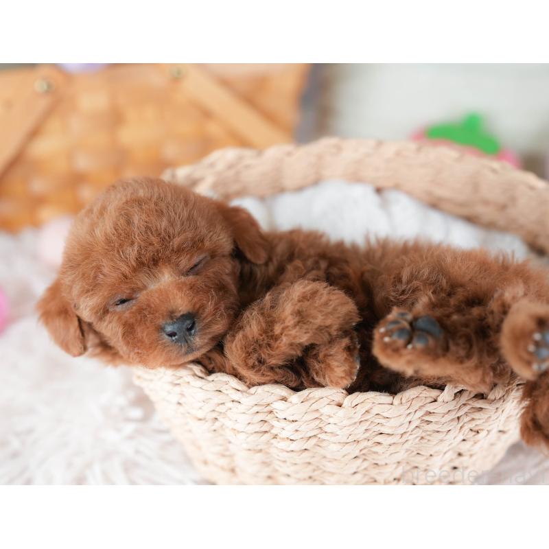 販売中の埼玉県のタイニープードル-437449の8枚目