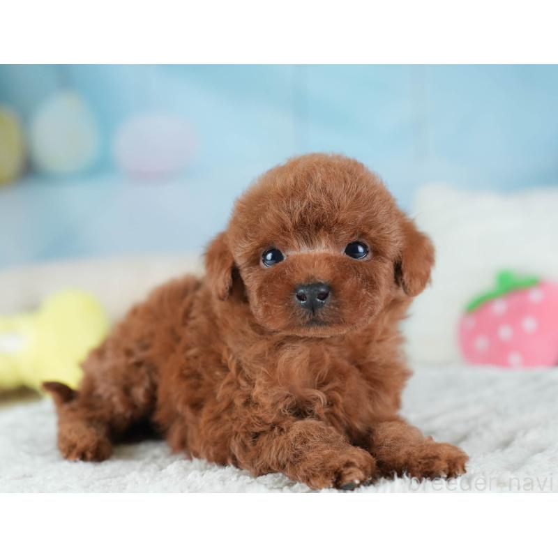 販売中の埼玉県のタイニープードル-437449の7枚目