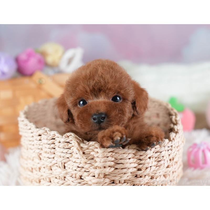 販売中の埼玉県のタイニープードル-437449の6枚目