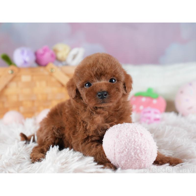 販売中の埼玉県のタイニープードル-437449の5枚目