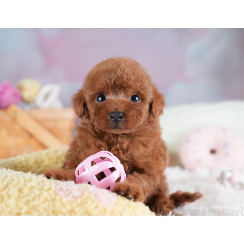 販売中の埼玉県のタイニープードル-437449の4枚目