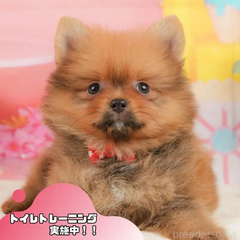 販売中の静岡県のポメラニアン-437498