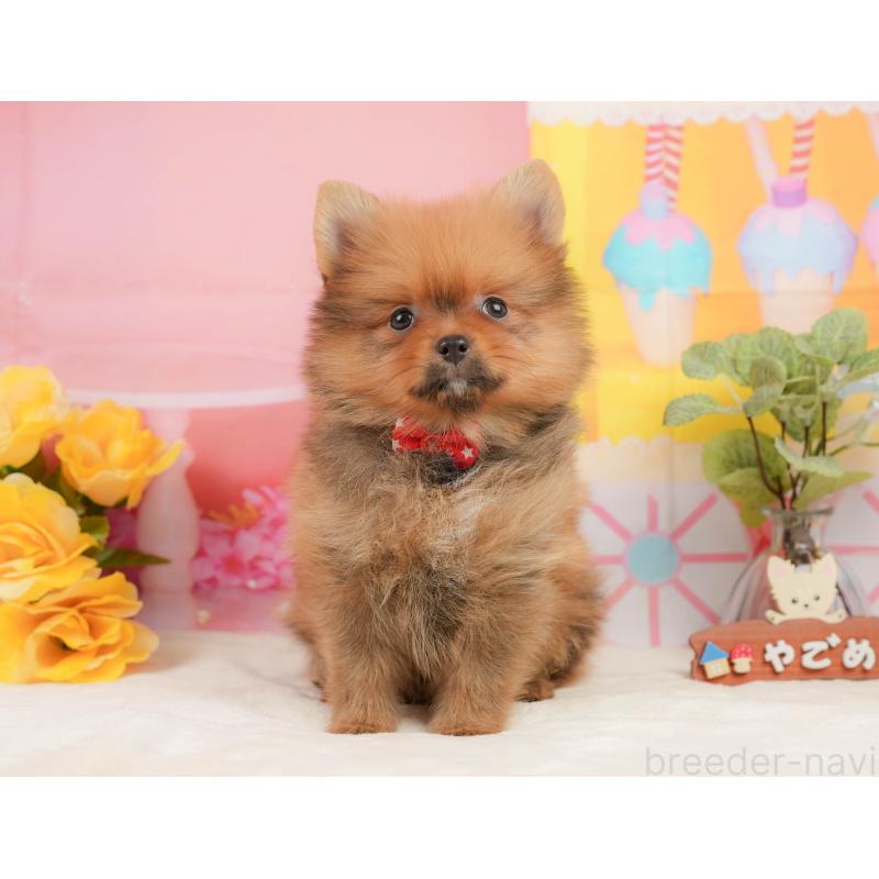 販売中の静岡県のポメラニアン-437498の10枚目