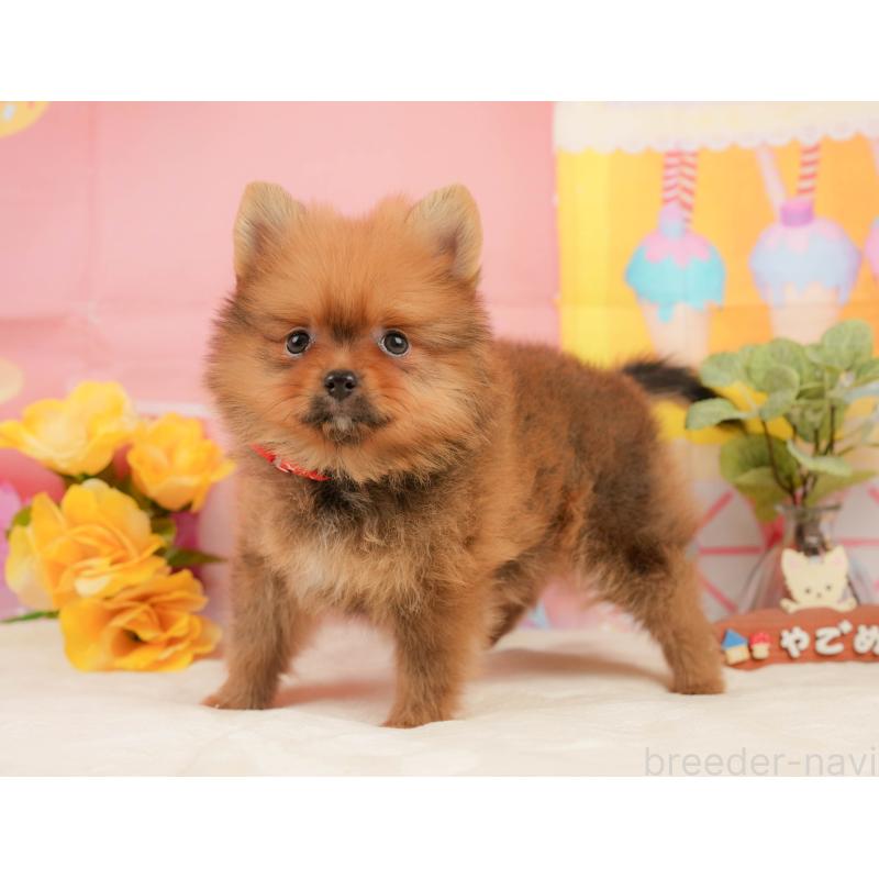 販売中の静岡県のポメラニアン-437498の9枚目