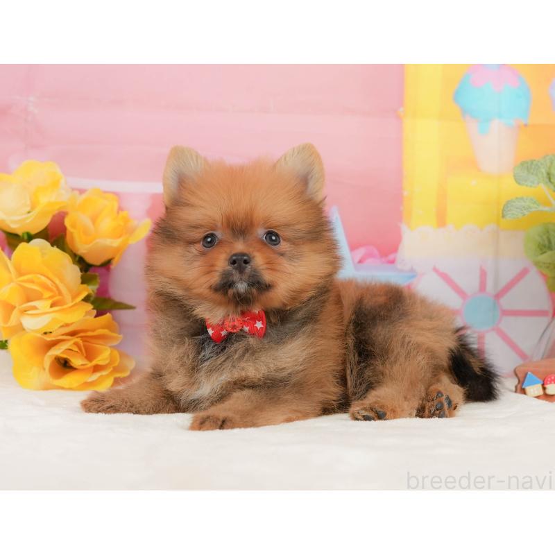 販売中の静岡県のポメラニアン-437498の8枚目