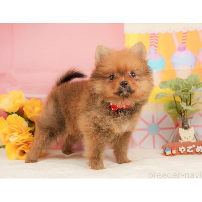 販売中の静岡県のポメラニアン-437498の7枚目