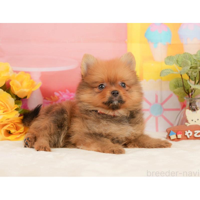 販売中の静岡県のポメラニアン-437498の5枚目