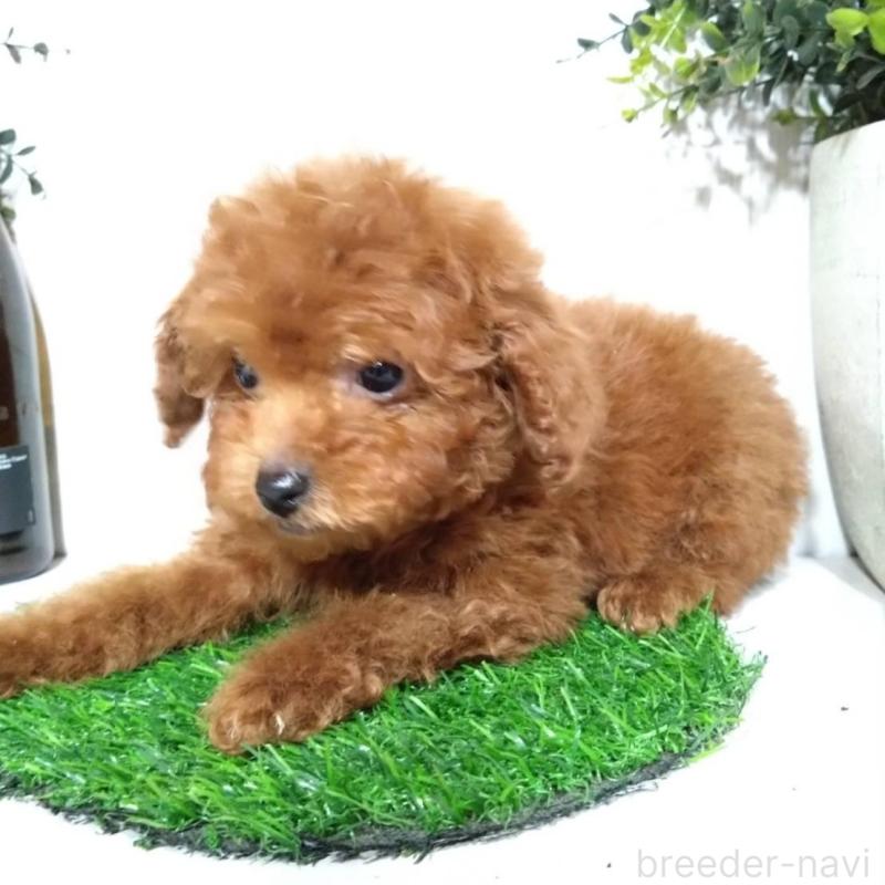 販売中の三重県のティーカッププードル-431839