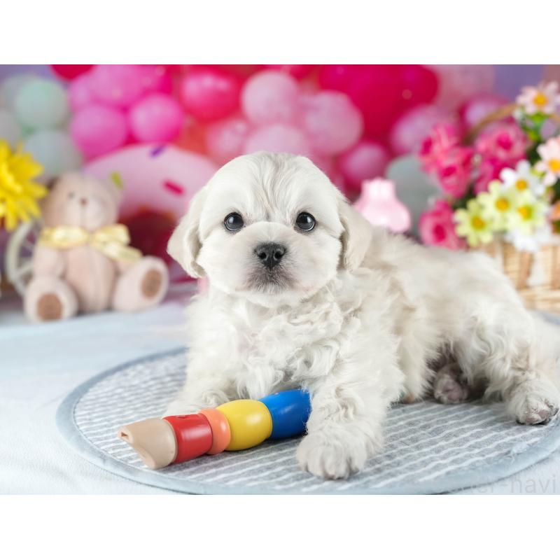 販売中の茨城県のミックス犬-437396の9枚目