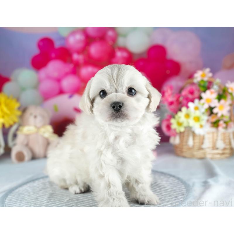 販売中の茨城県のミックス犬-437396の7枚目