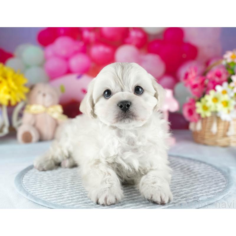 販売中の茨城県のミックス犬-437396の6枚目