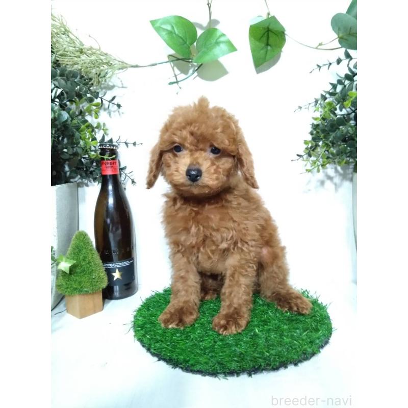 販売中の三重県のティーカッププードル-431840の10枚目