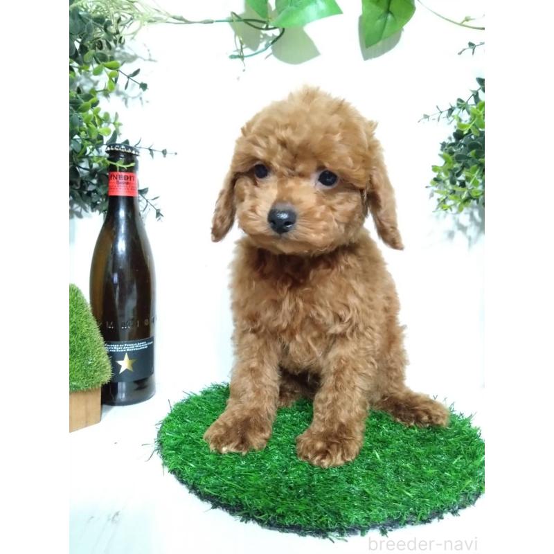 販売中の三重県のティーカッププードル-431840の9枚目