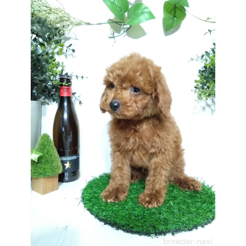 販売中の三重県のティーカッププードル-431840の8枚目