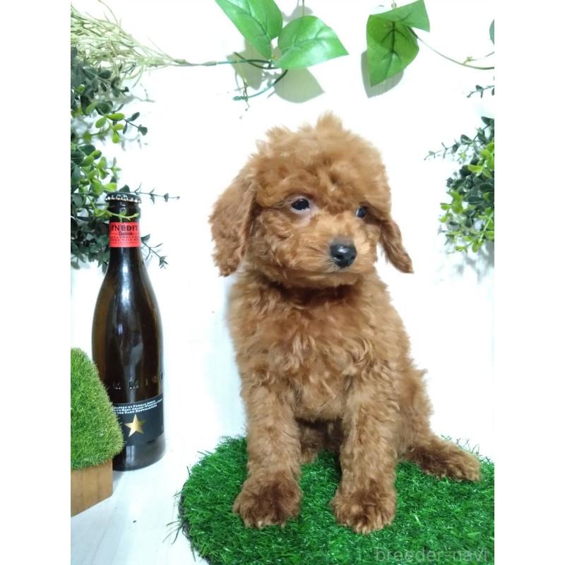 販売中の三重県のティーカッププードル-431840の7枚目