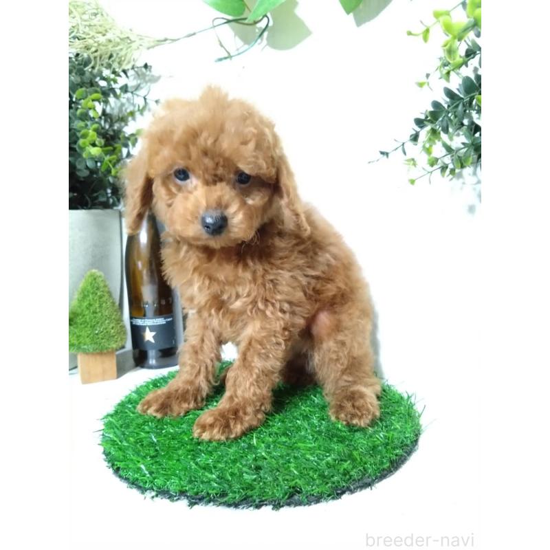 販売中の三重県のティーカッププードル-431840の6枚目